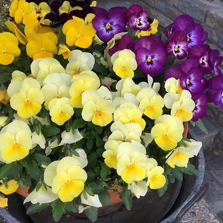 B&B Les Fleurs Gignod Exteriér fotografie