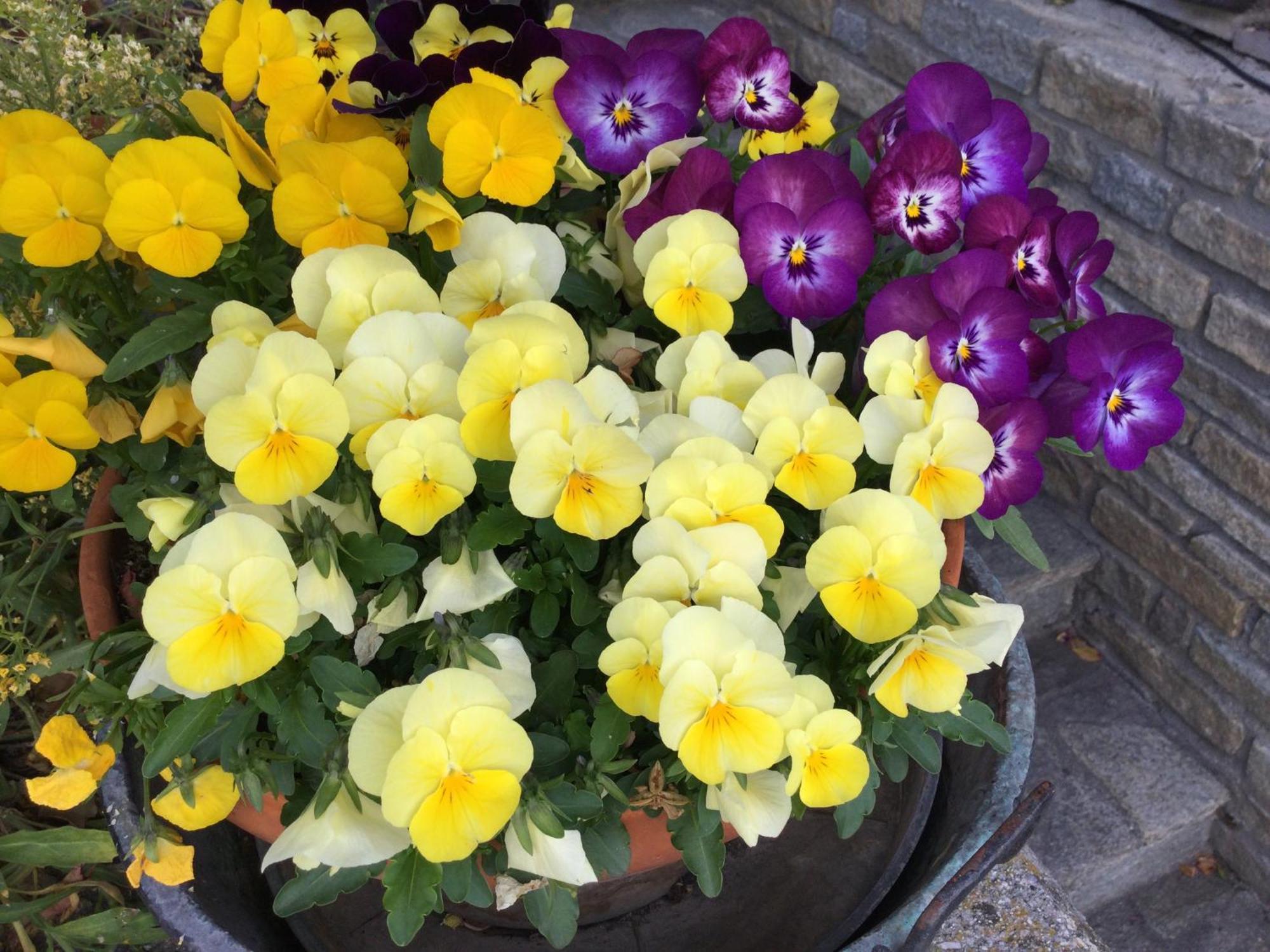 B&B Les Fleurs Gignod Exteriér fotografie