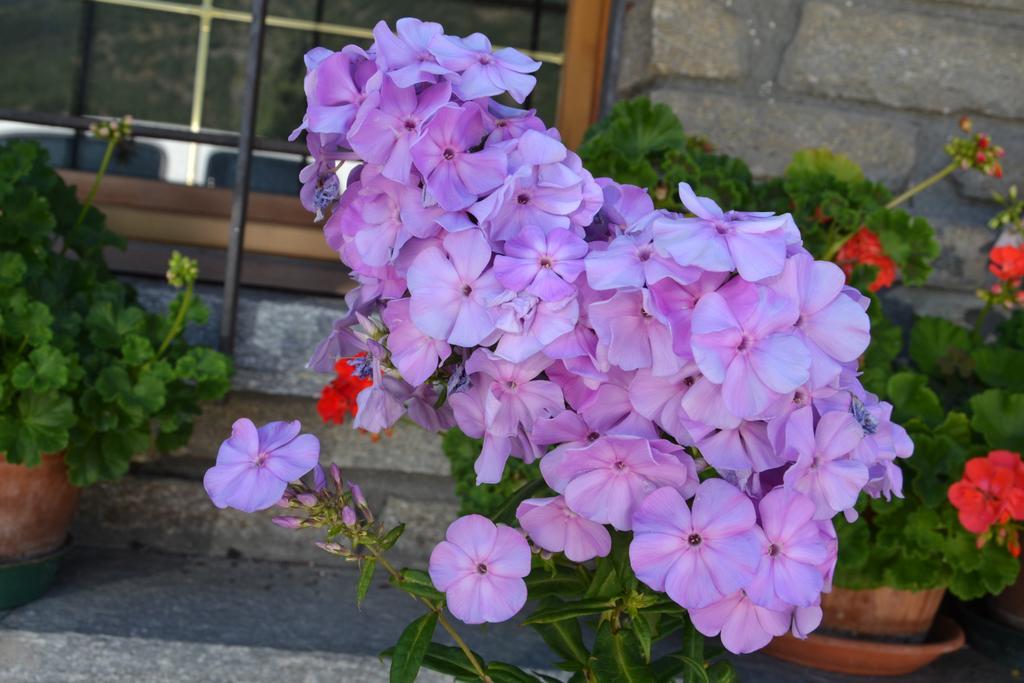 B&B Les Fleurs Gignod Exteriér fotografie