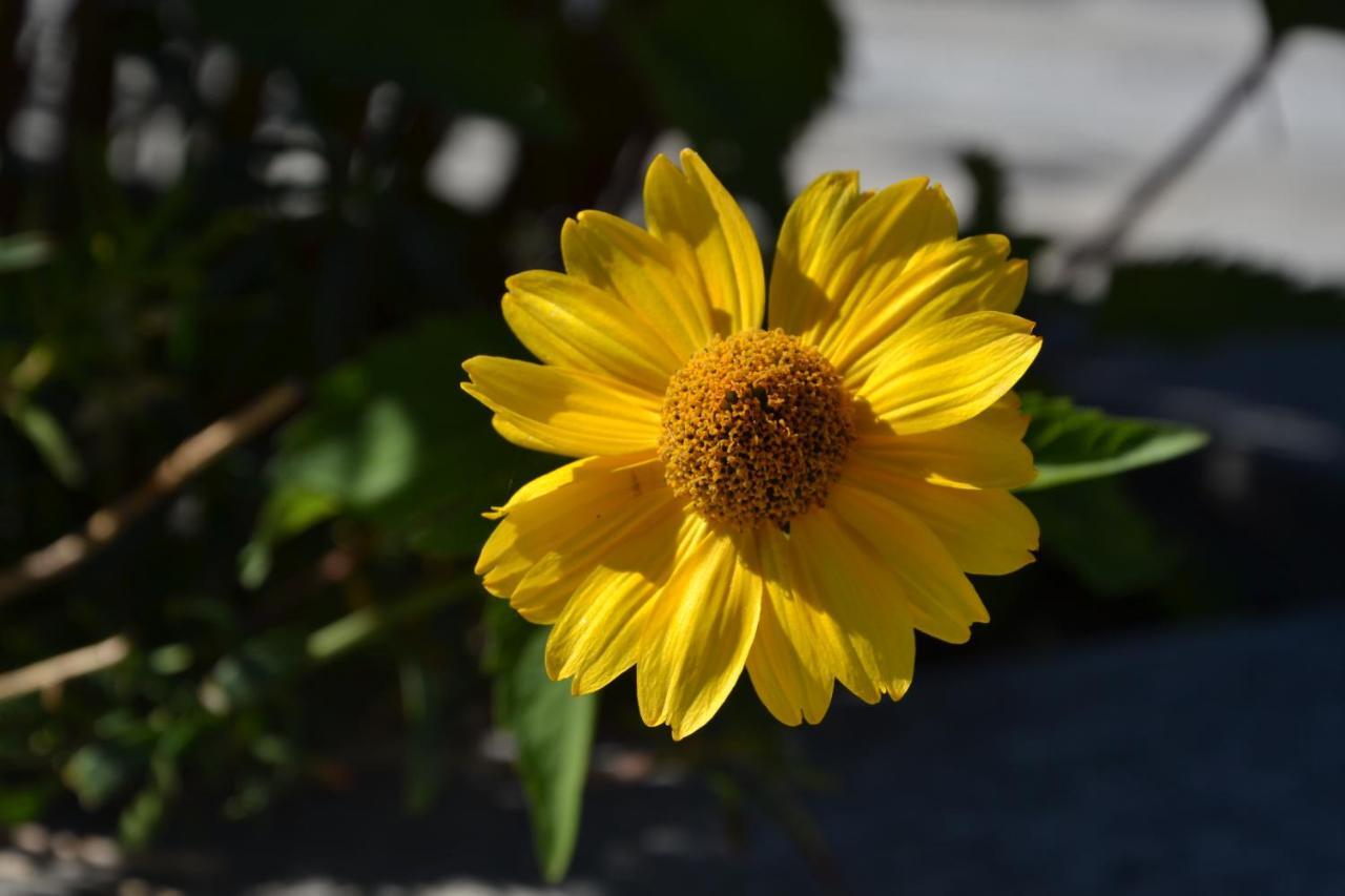 B&B Les Fleurs Gignod Pokoj fotografie